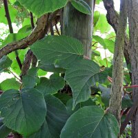 Kiwi (Actinidia chinensis) semillas