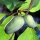 Pawpaw/ banano de montaña (Asimina triloba) semillas