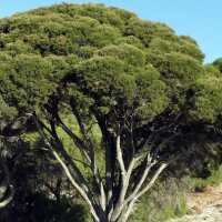 Árbol del té de hojas angostas (Melaleuca alternifolia) semillas