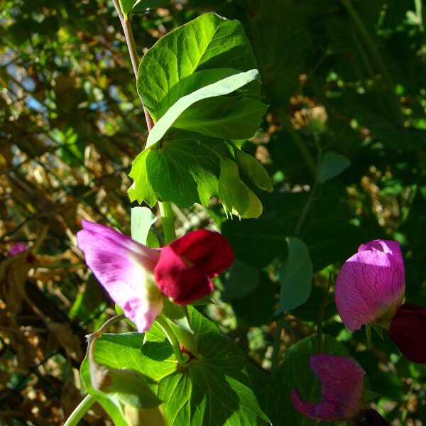 Guisante de campo (Pisum sativum subsp. elatius) semillas