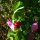 Guisante de campo (Pisum sativum subsp. elatius) semillas