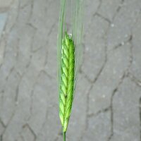 Trigo escaña cultivada (Triticum monococcum) semillas