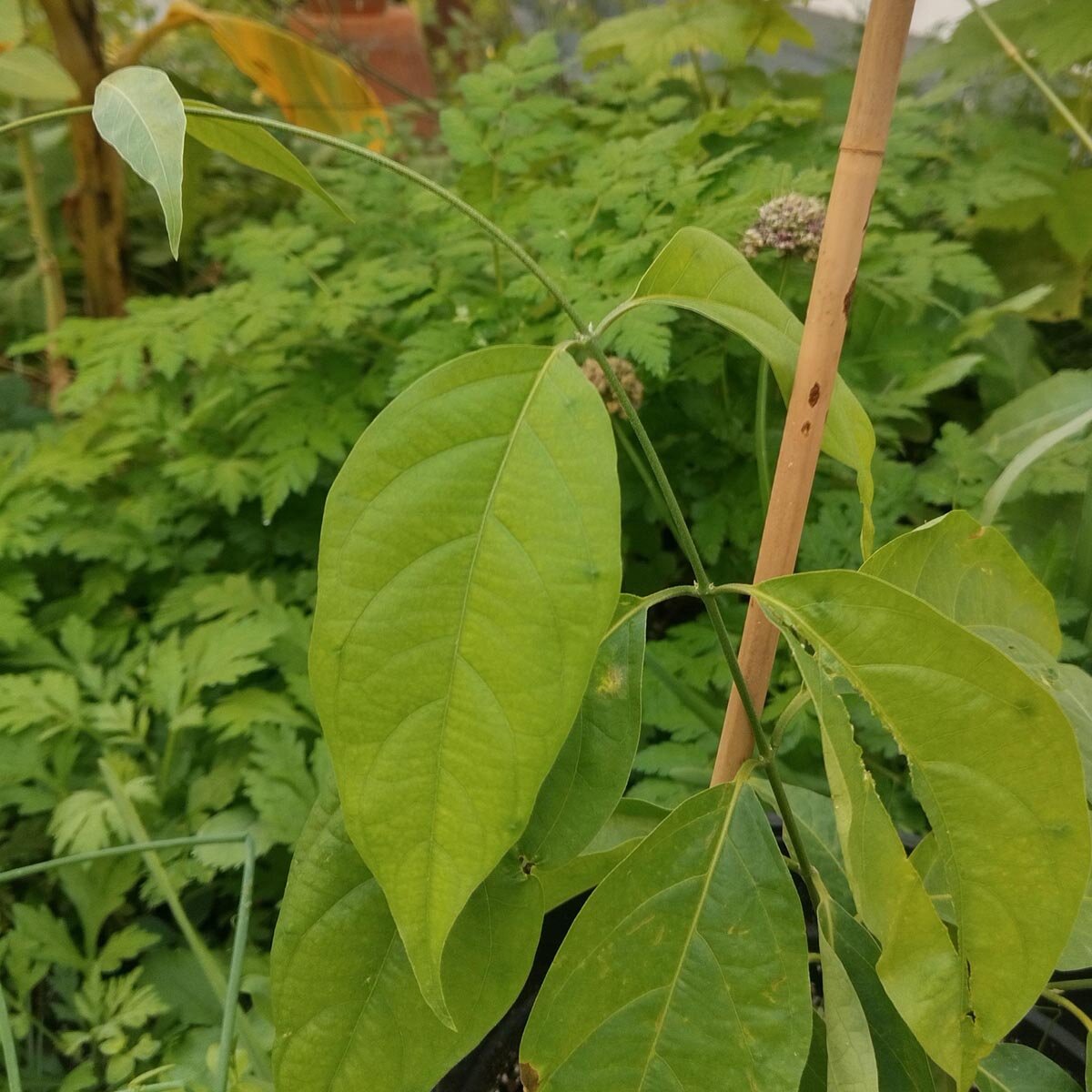 Semillas de Banisteriopsis Caapi (10 uds.) – El Poder de la Liana