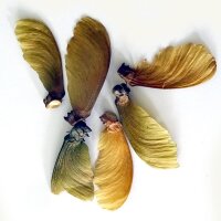 Ayahuasca / yagé (Banisteriopsis caapi) semillas