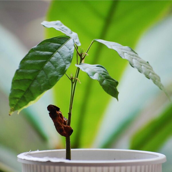 Cacaotero/ árbol del cacao (Theobroma cacao) semillas