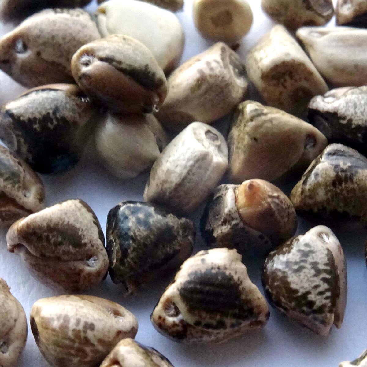 Graines De Téosinte Mexicaine (Zea Mexicana) - Environ 10 Graines - Ancêtre Sauvage Du Maïs - Pour Jardinage Curieux Et Collectionneurs