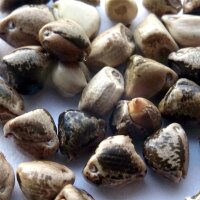 Teosinte (Zea mexicana) semillas