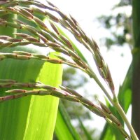 Teosinte (Zea mexicana) semillas
