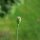 Amapola real (Papaver somniferum ssp. setigerum) semillas