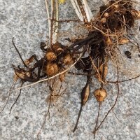 Enante de hoja de apio (Oenanthe pimpinelloides) semillas