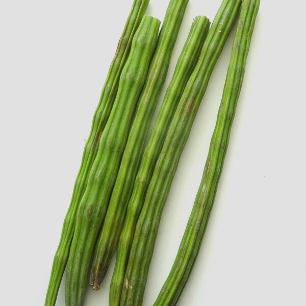 Moringa / árbol ben (Moringa oleifera) semillas