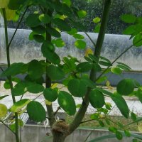 Moringa / árbol ben (Moringa oleifera) semillas