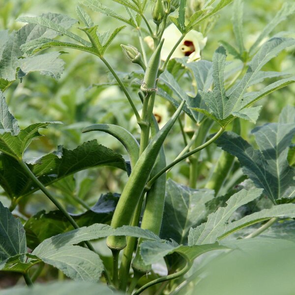 Okra / quingombó (Abelmoschus esculentus) semillas