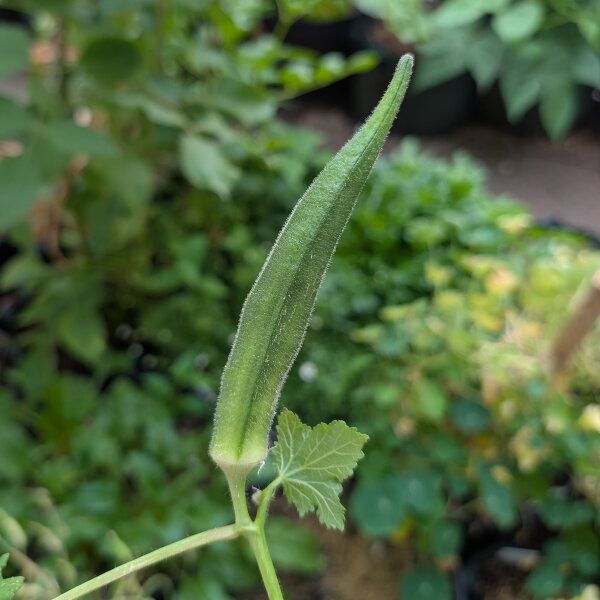 Okra / quingombó (Abelmoschus esculentus) semillas