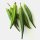 Okra / quingombó (Abelmoschus esculentus) semillas