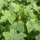 Okra / quingombó (Abelmoschus esculentus) semillas