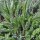 Milenrama (Achillea millefolium) semillas