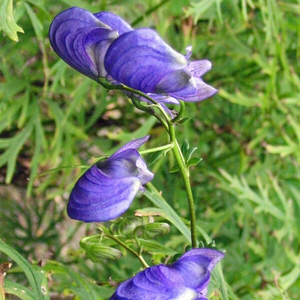 Acónito común (Aconitum napellus) semillas