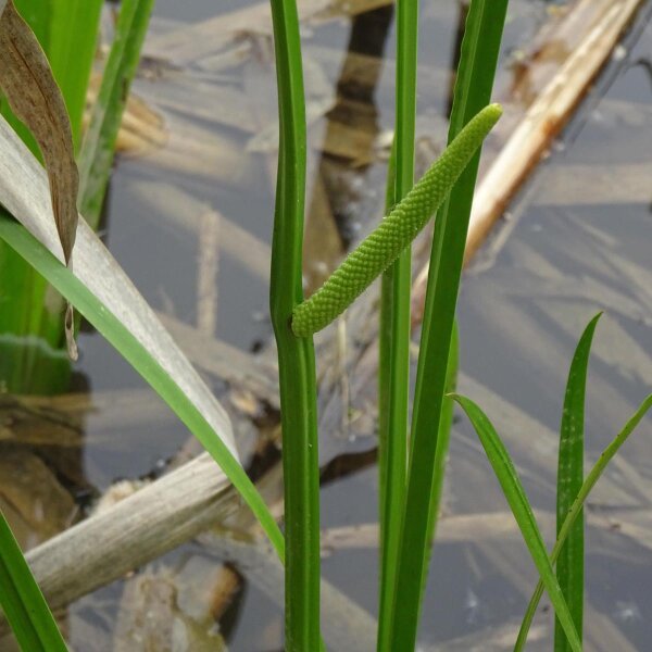 Cálamo aromático (Acorus calamus) semillas