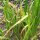 Cálamo aromático (Acorus calamus) semillas