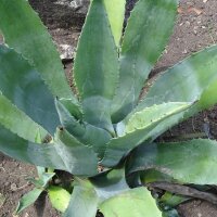 Agave amarillo, pita (Agave americana) semillas