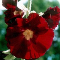 Malvarrosa negra (Alcea rosea var. nigra) semillas