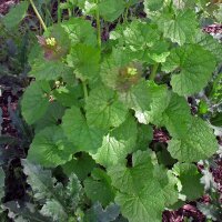 Aliaria (Alliaria petiolata) semillas