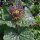 Aliaria (Alliaria petiolata) semillas