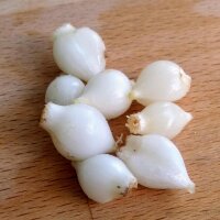 Ajo salvaje (Allium vineale) semillas