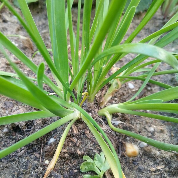 Ajo silvestre (Allium senescens) semillas