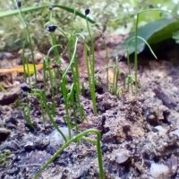 Ajo silvestre (Allium senescens) semillas