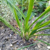 Ajo silvestre (Allium senescens) semillas