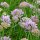 Ajo silvestre (Allium senescens) semillas
