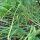 Cebollino chino (Allium odorum) semillas