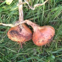 Cebolla Stuttgarter Riesen (Allium cepa) semillas