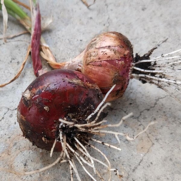 Cebolla roja de Brunswick (Allium cepa) semillas