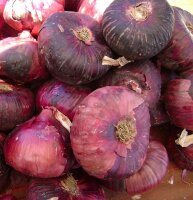 Cebolla roja de Brunswick (Allium cepa) semillas