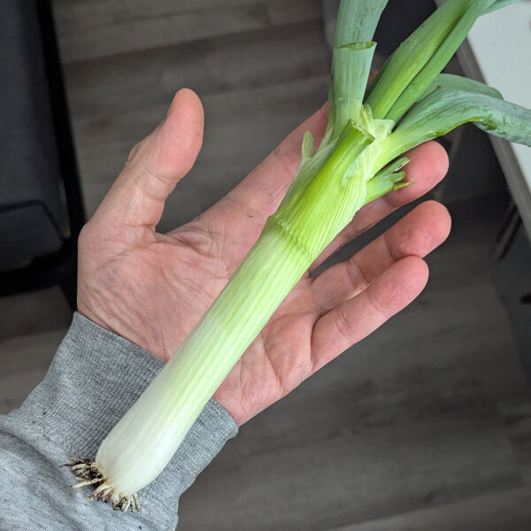 Cebolleta japonés Shimonita (Allium fistulosum) semillas