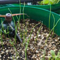 Cebolleta japonés Shimonita (Allium fistulosum) semillas