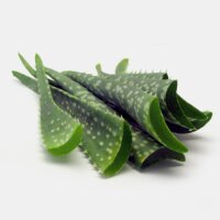 Sábila (Aloe barbadensis) semillas