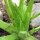 Sábila (Aloe barbadensis) semillas