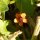 Pimpinela escarlata (Anagallis arvensis) semillas