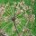Angélica (Angelica archangelica) semillas