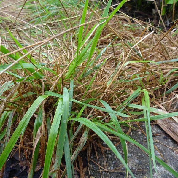 Alestas (Anthoxanthum odoratum) semillas