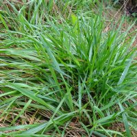 Alestas (Anthoxanthum odoratum) semillas