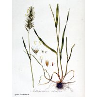Alestas (Anthoxanthum odoratum) semillas