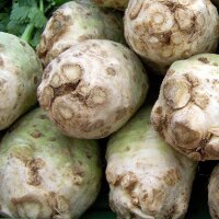 Apio Gigante de Praga (Apium graveolens) semillas