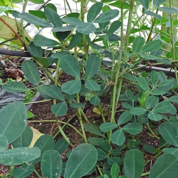 Cacahuete (Arachis hypogaea) semillas