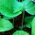 Bardana (Arctium lappa var. sativa) semillas