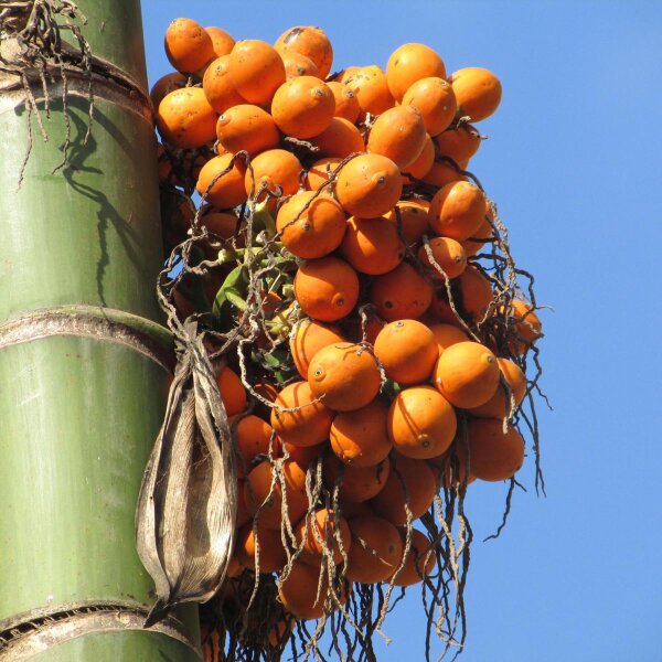 Palma de betel / nuez de betel (Areca catechu) semillas